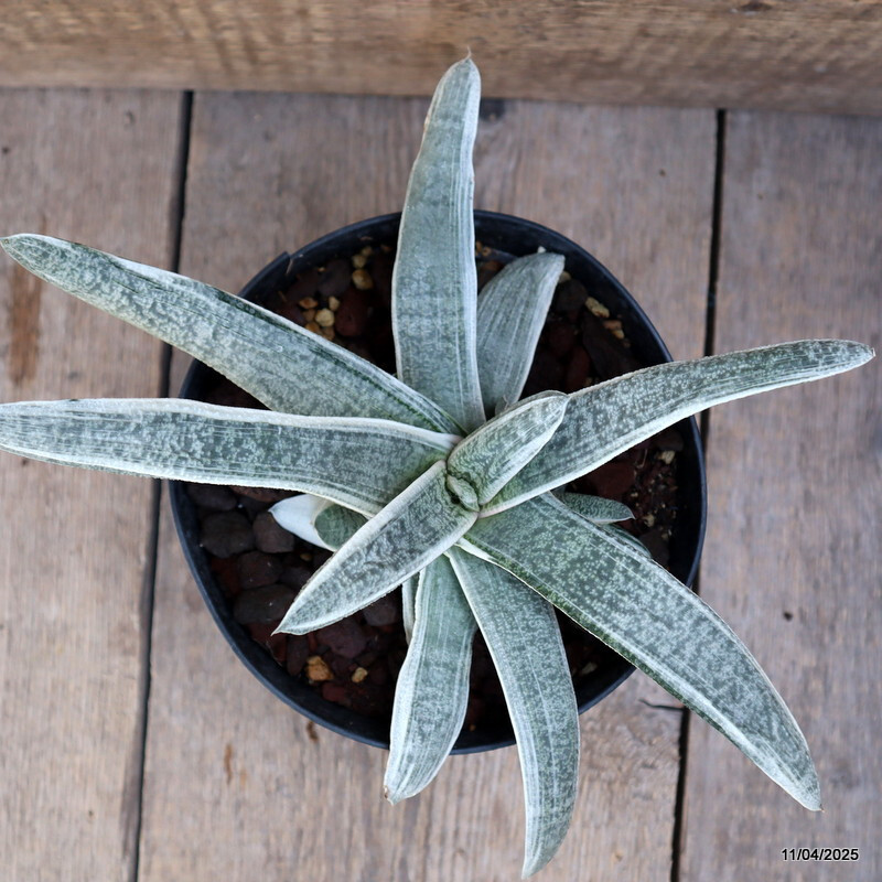 D1768 GASTERIA BATEISIANA VARIEGATED pot18-H15-W31 cm MaMa Cactus