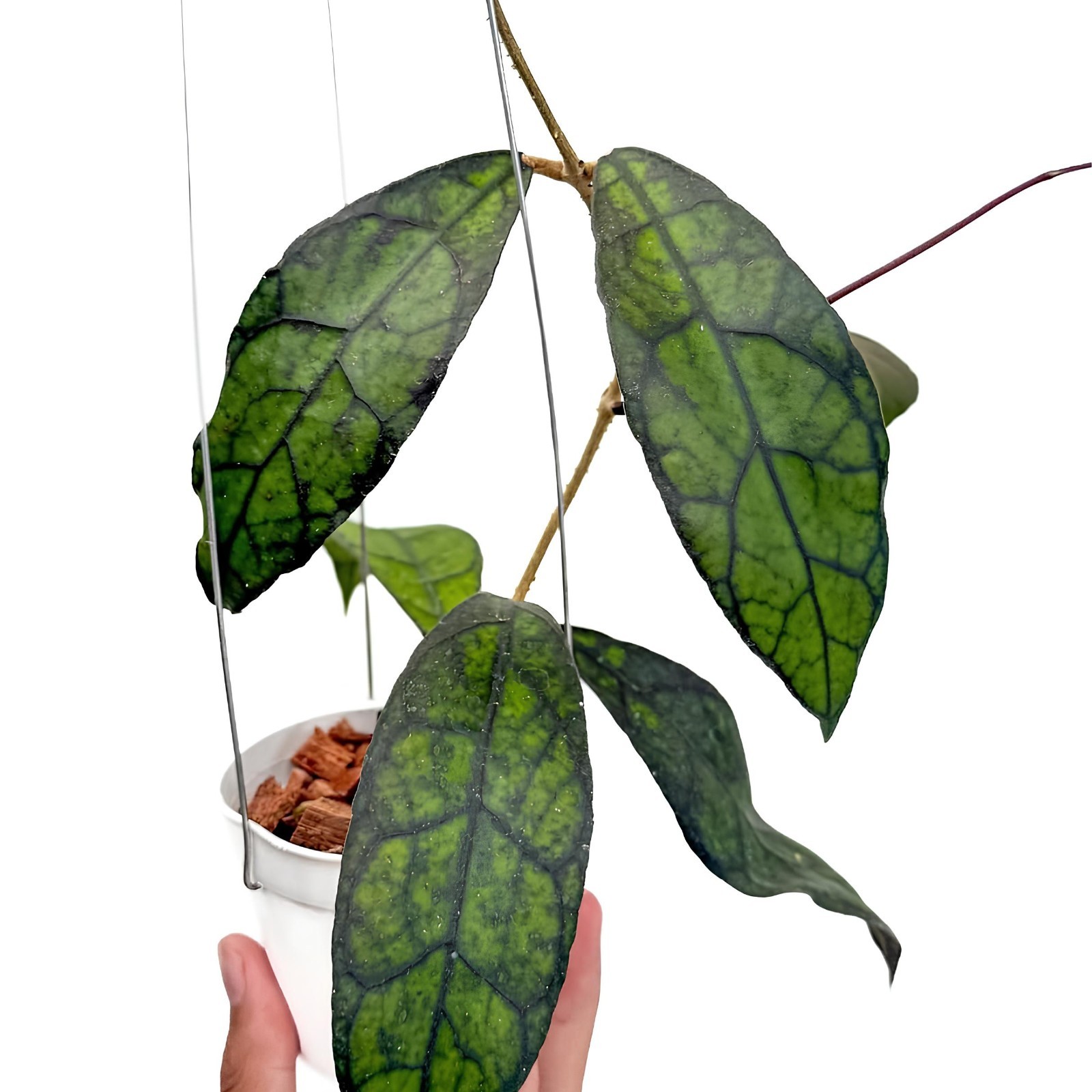 Hoya Clemensiorum Jungle Plant