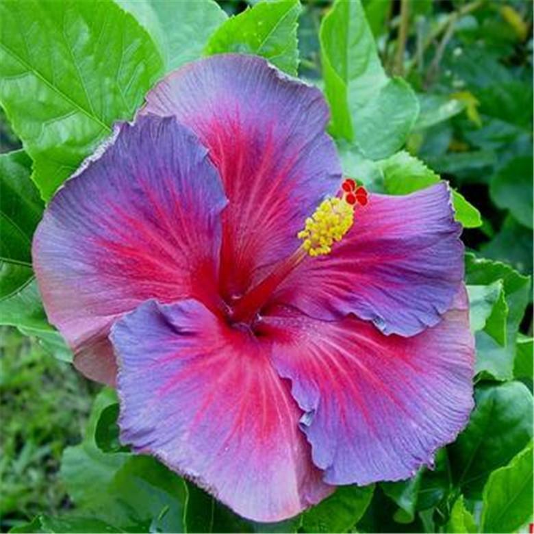 (10) HIBISCUS SEEDS perennial flower garden bed bush plant USA SELLER W/TRACK