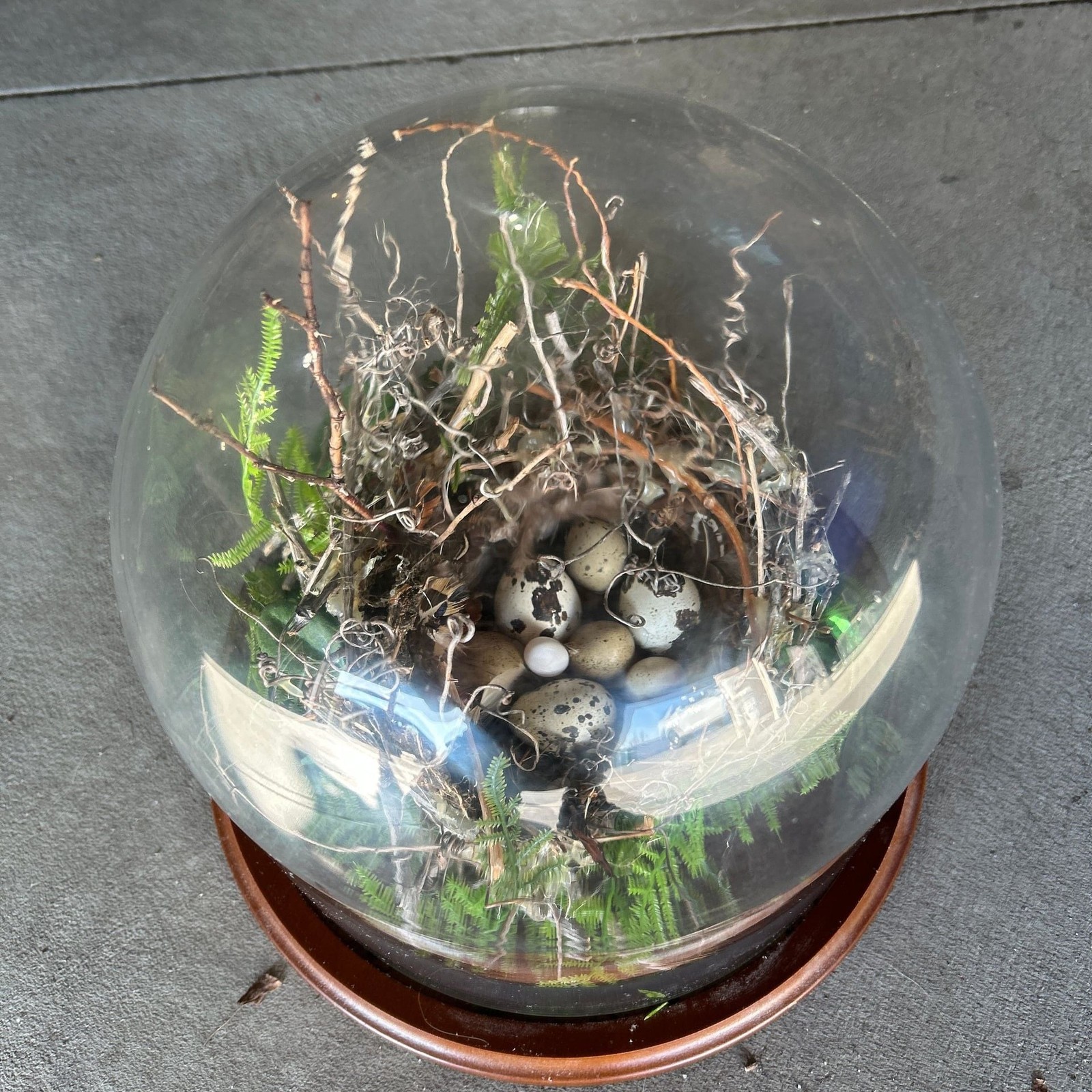 Handcrafted Bird Nest Terrarium Cloche with Faux Speckled Eggs and Forest Greene