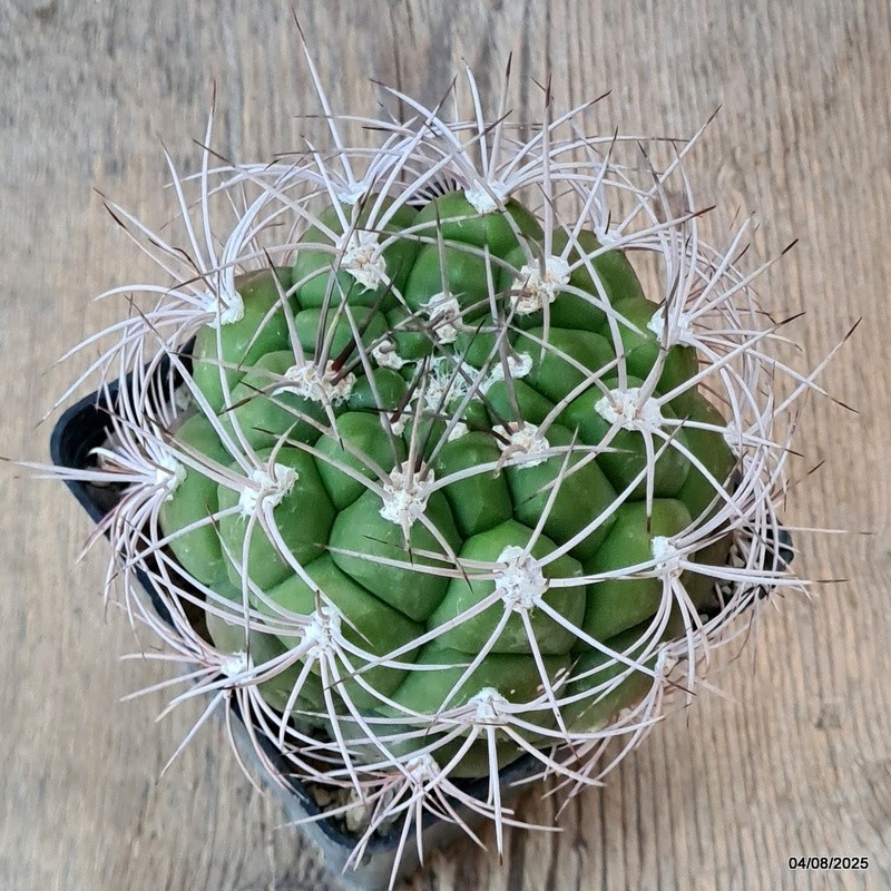 D5709 GYMNOCALYCIUM SAGLIONIS pot9-H8-W9,5 cm MaMa Cactus