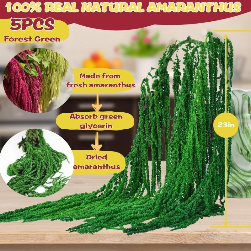 5pc Dried Amaranthus Hanging Stems Dark Green 23in Real Preserved Wedding Xmas