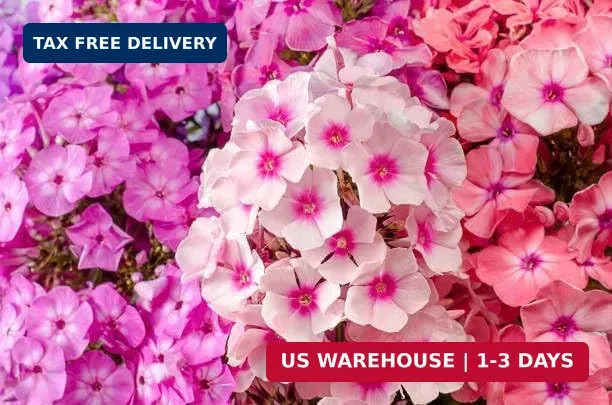 Mix Phlox Seeds, 1100+ Creeping Phlox Flower Non GMO Heirloom Seeds, Mixed Peren