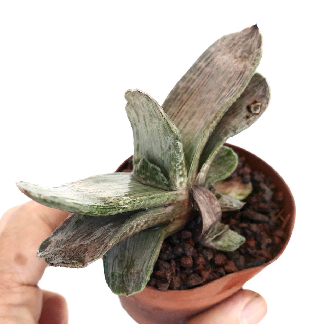 Gasteria cv ‘Marmorata’ – Ox tongue | Lawyer’s tongue