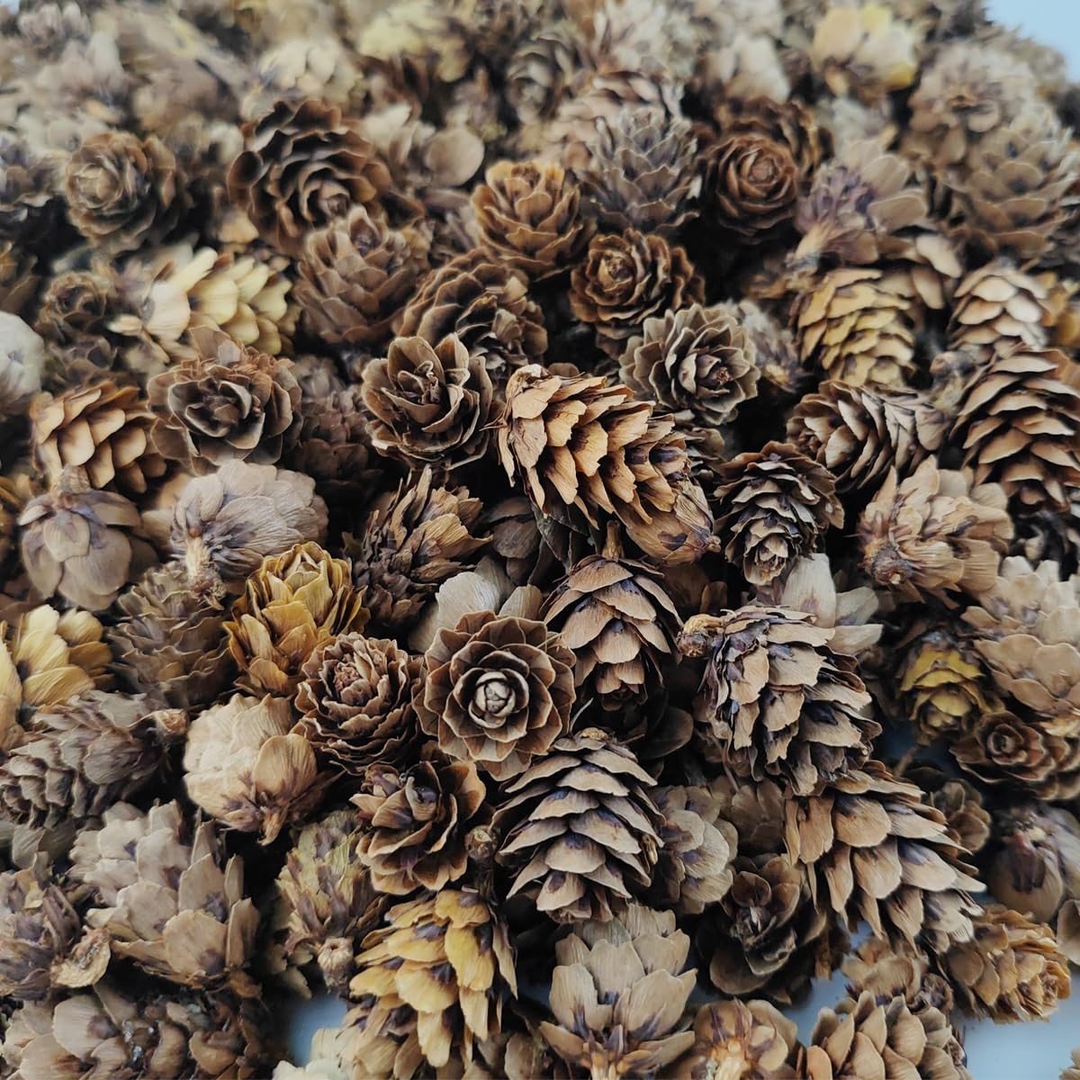 160 Pcs Natural Pine Cones Small Pinecones Ornaments Vase Filler for DIY Crafts