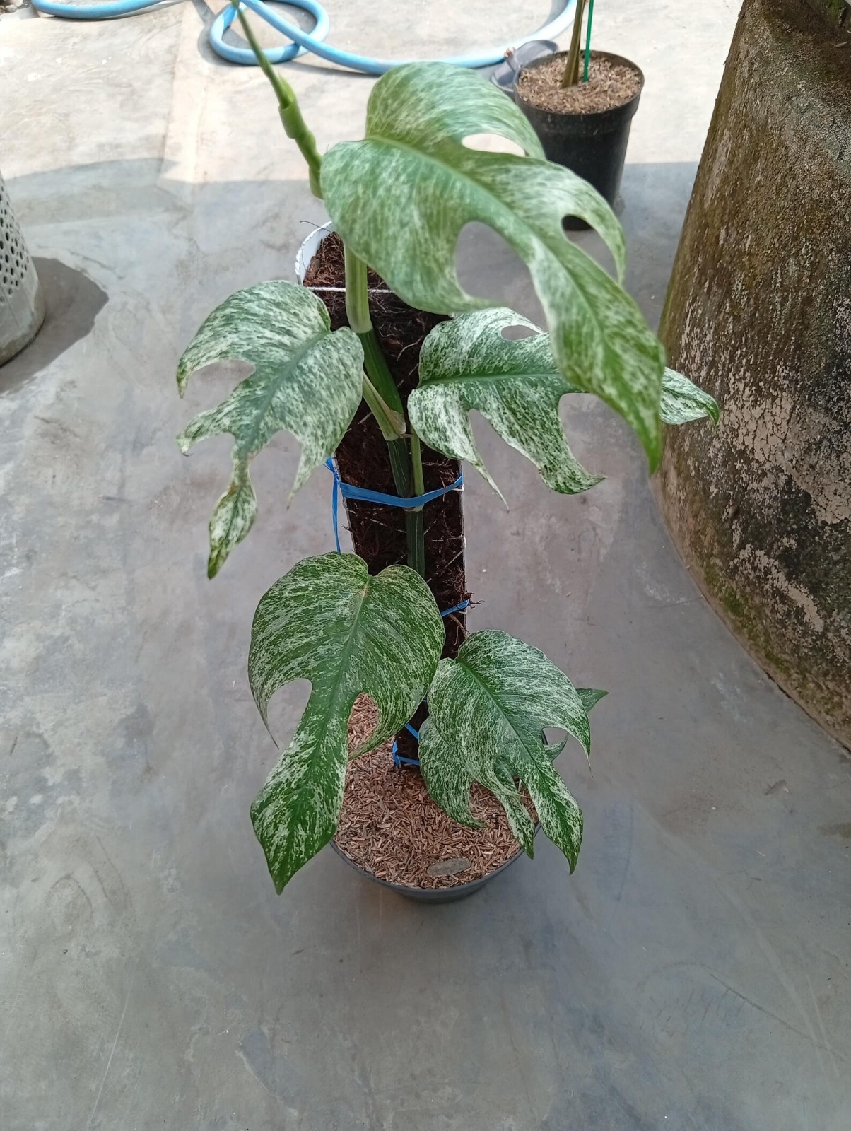 Real Picture Epipremnum Devil Monster Variegated