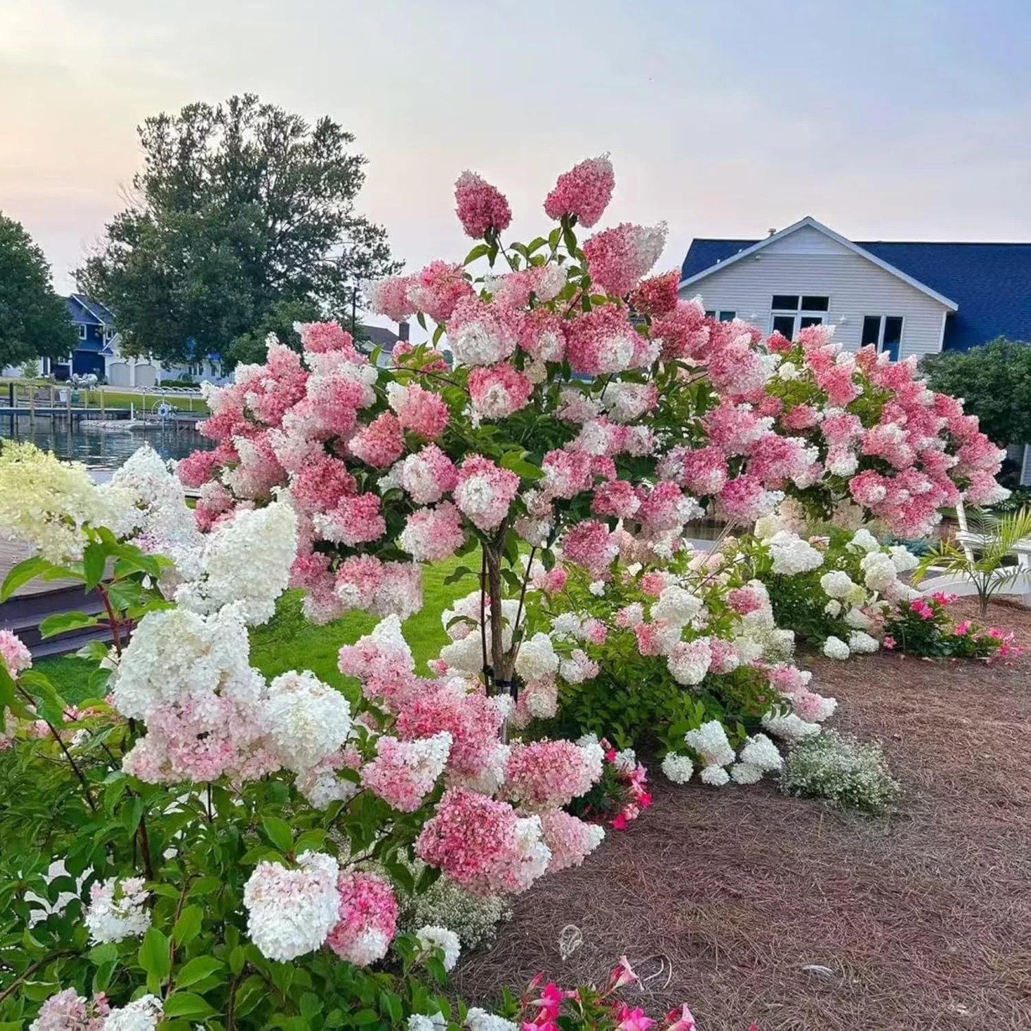 50 Pink and White Hydrangea Seeds – Cone Bloom Variety for Garden Borders and