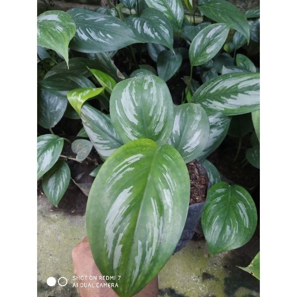 Scindapsus Oficinalis, Rare Variegated, Real Picture, Aroid Houseplant