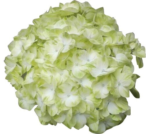Fresh Real Cut Hydrangea White 35 Stems – For every occasion – DIY Bouquet