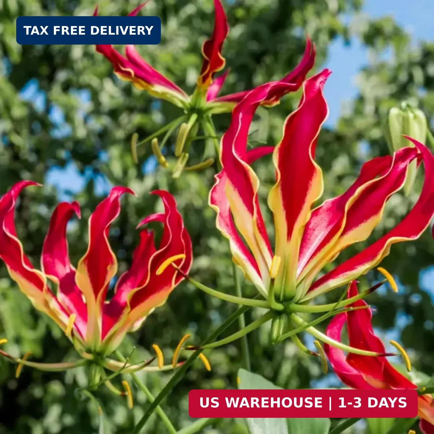 30+ Flame Lily Seeds for Planting – Gloriosa Superba Heirloom Non-GMO Seeds for