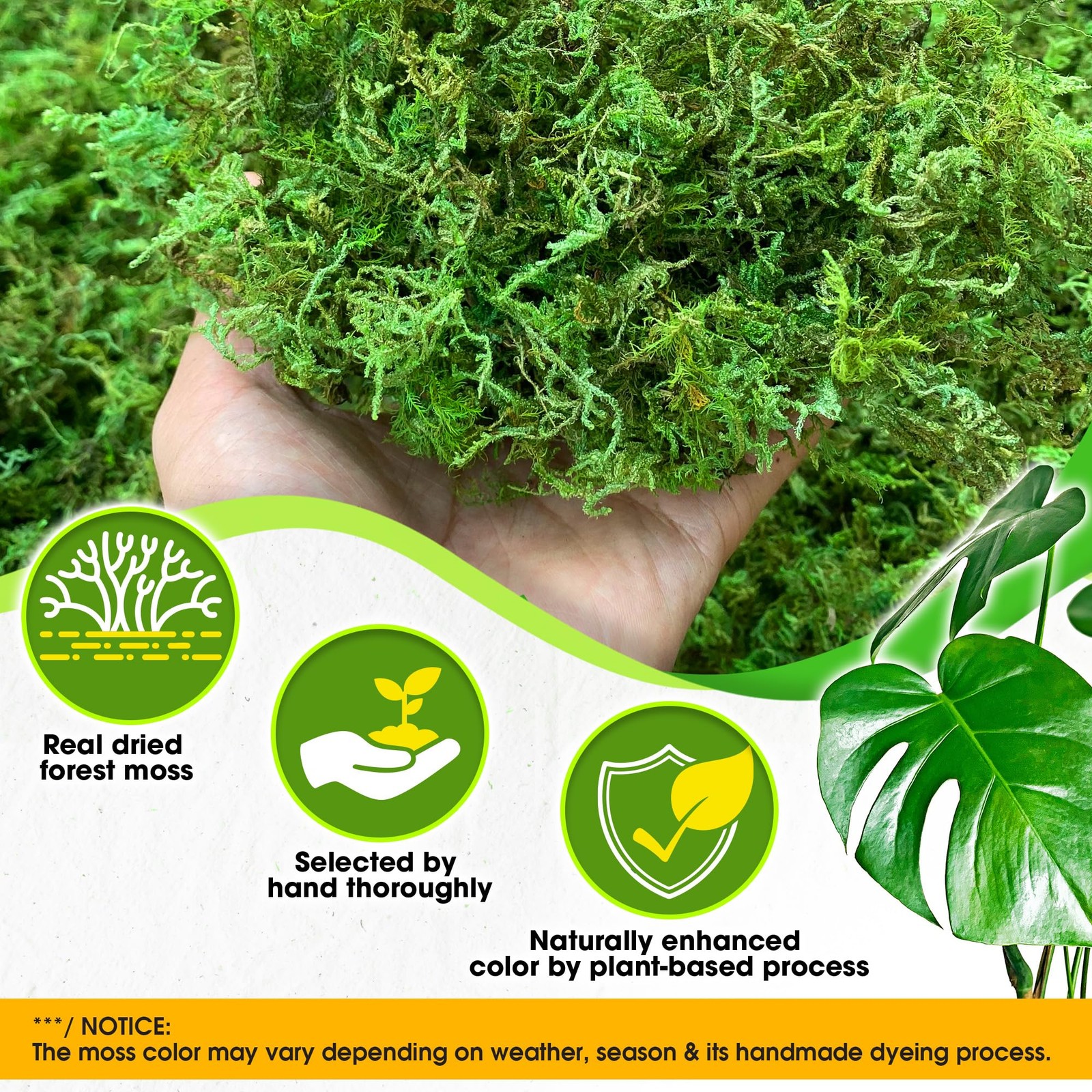 Green Forest Moss for Crafts, Real Dried Decorative Moss, 10 oz
