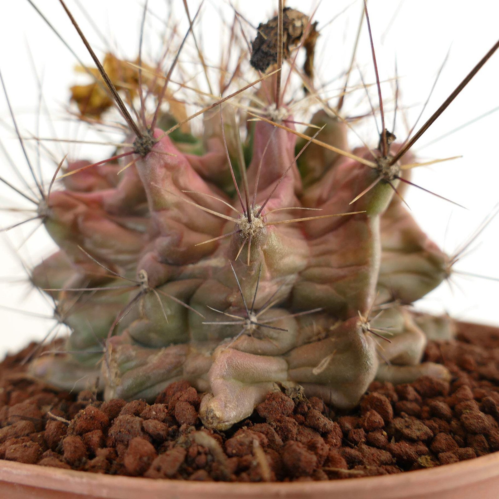 Ferocactus hamatacanthus UNUSUAL RIBS FORMS – Texas barrel cactus | Hooked barre