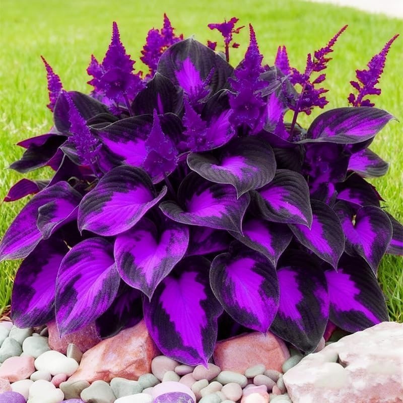 Hosta Seeds Perennial Hosta Plants Grow Easily Rare Blue Purple Hosta Bulb Seeds