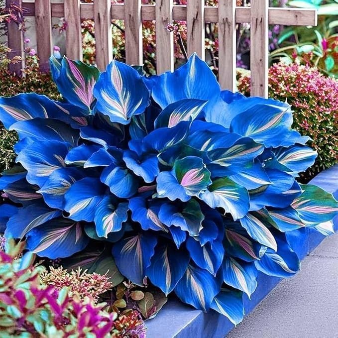 Hosta Seeds Perennial Hosta Plants Grow Easily Rare Blue Purple Hosta Bulb Seeds