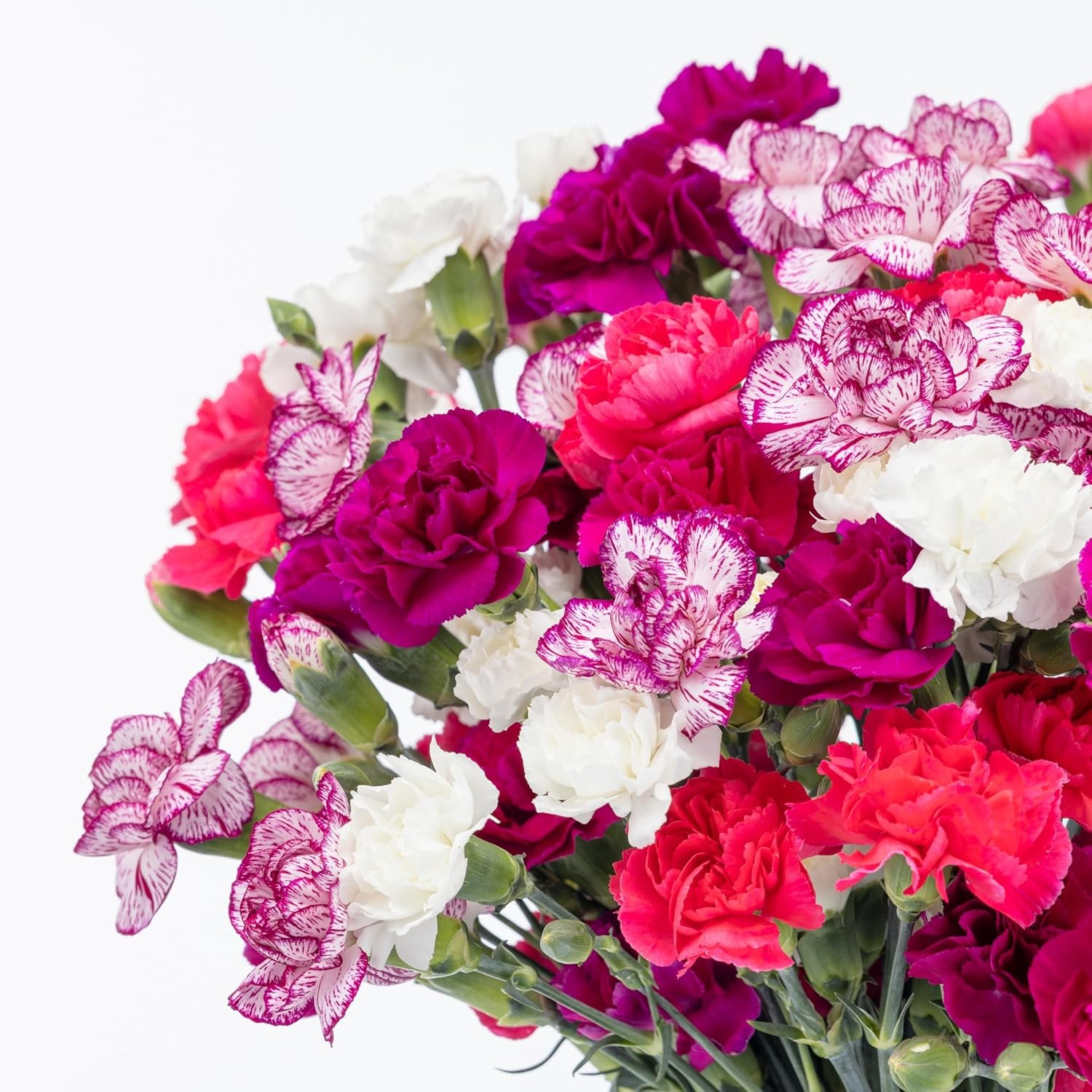 Benchmark Bouquets – Spring Mini Carnations – Fresh Flowers for Delivery – Mini