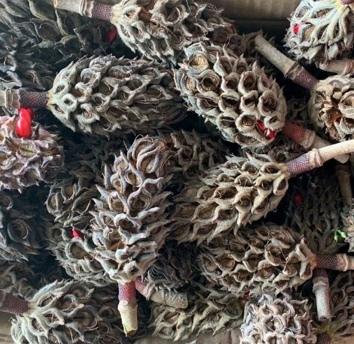 Real Magnolia Seed Pods Southern Potpourri Wreath Making Crafts Terrarium Fairy