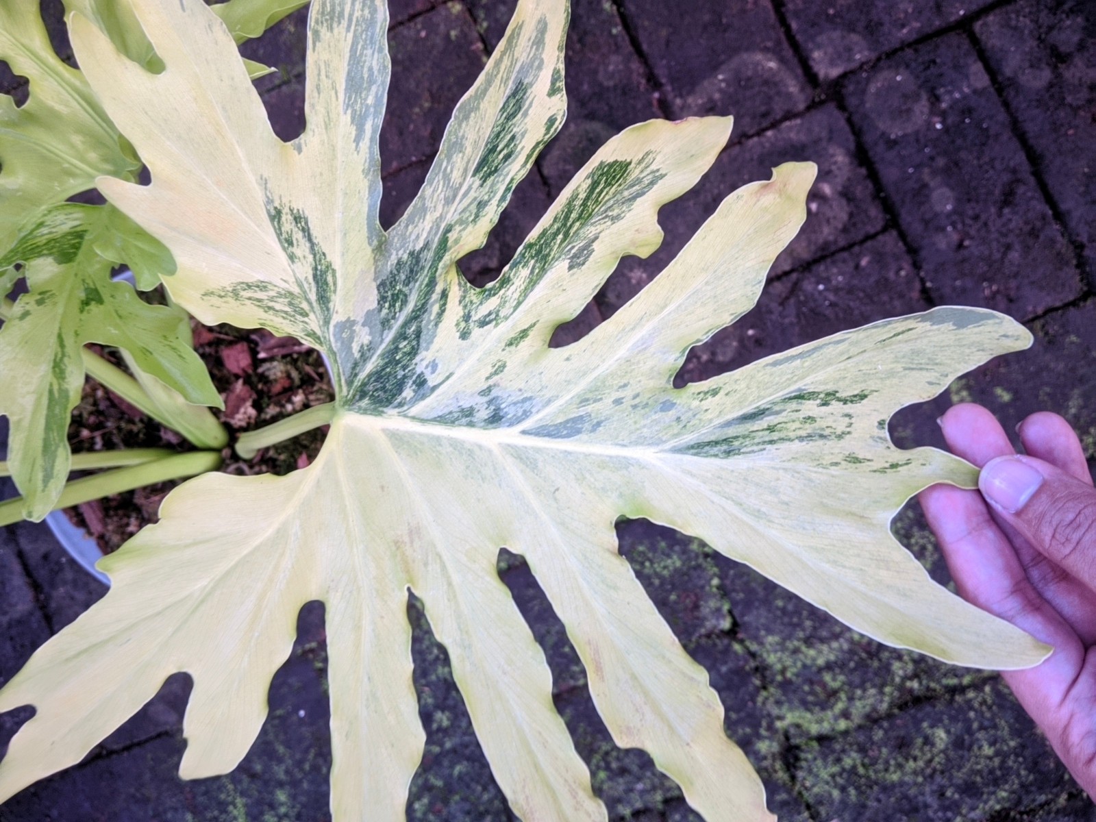 Thaumatopillum Dragon Fire Variegated Real Picture Large Size Free Phito