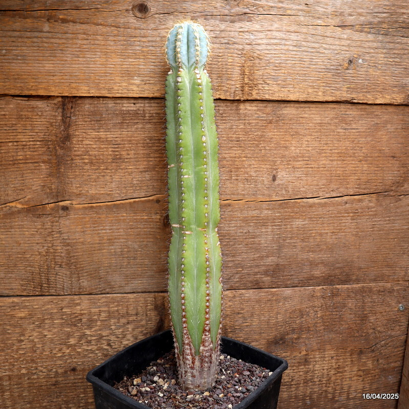 A7230 AUSTROCEPHALOCEREUS DYBOWSKII pot16-H40-W7 cm MaMa Cactus