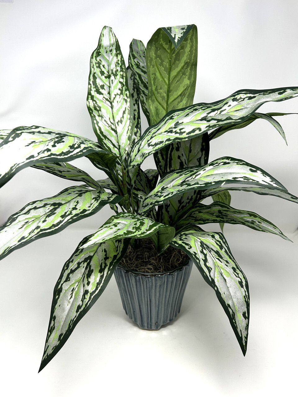 19″ Large SILVER QUEEN AGLAONEMA artificial silk Sword plant, 5.5″ Blue Ceramic