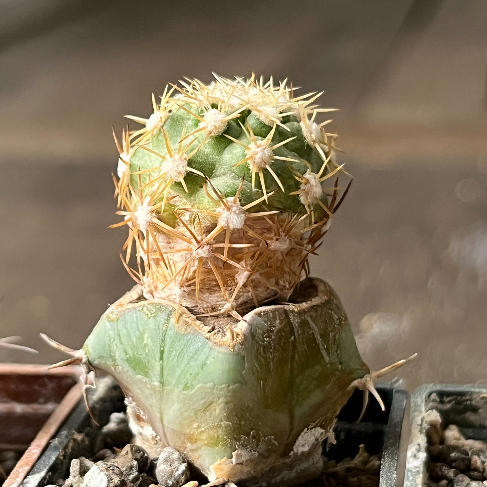 A26-773 Coloradoa mesae-verdae, 4 pieces, grafted