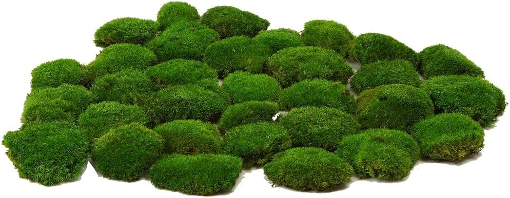 Real Natural Preserved Pole Moss Pillow Bun Cushion Green Decorative 1.5 Sq Ft