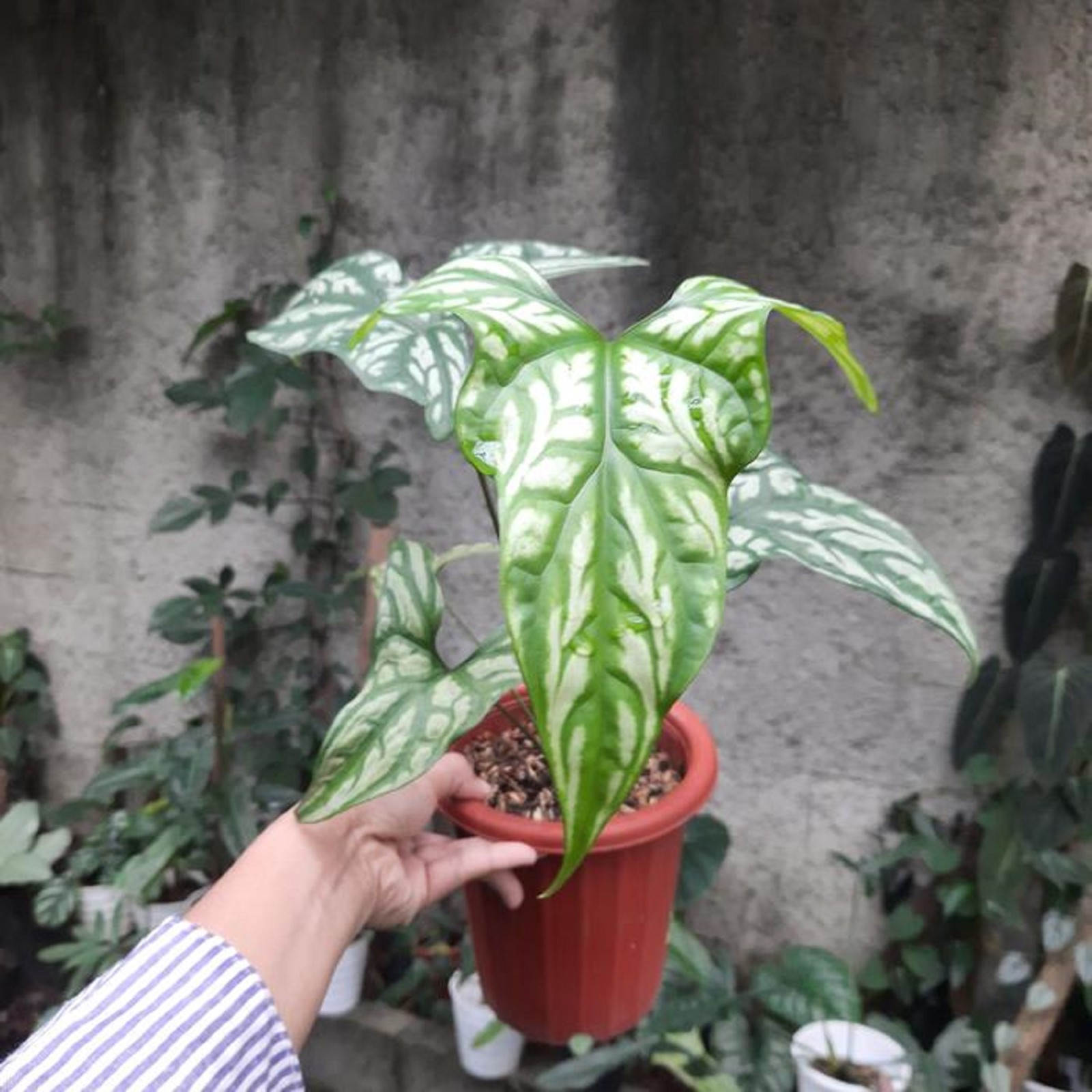 Alocasia Cercestis Mirabilis Variegated Rare Variegated Alocasia Collector