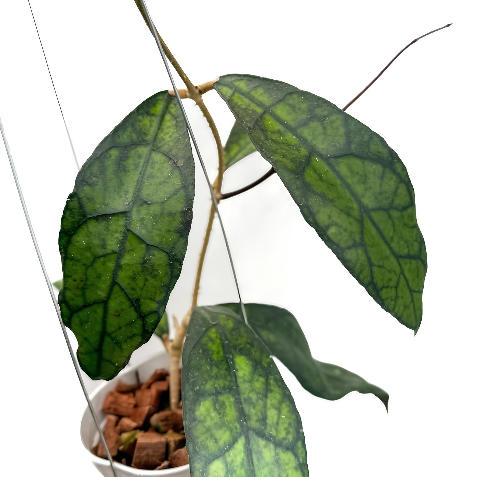 Hoya Clemensiorum Jungle Plant
