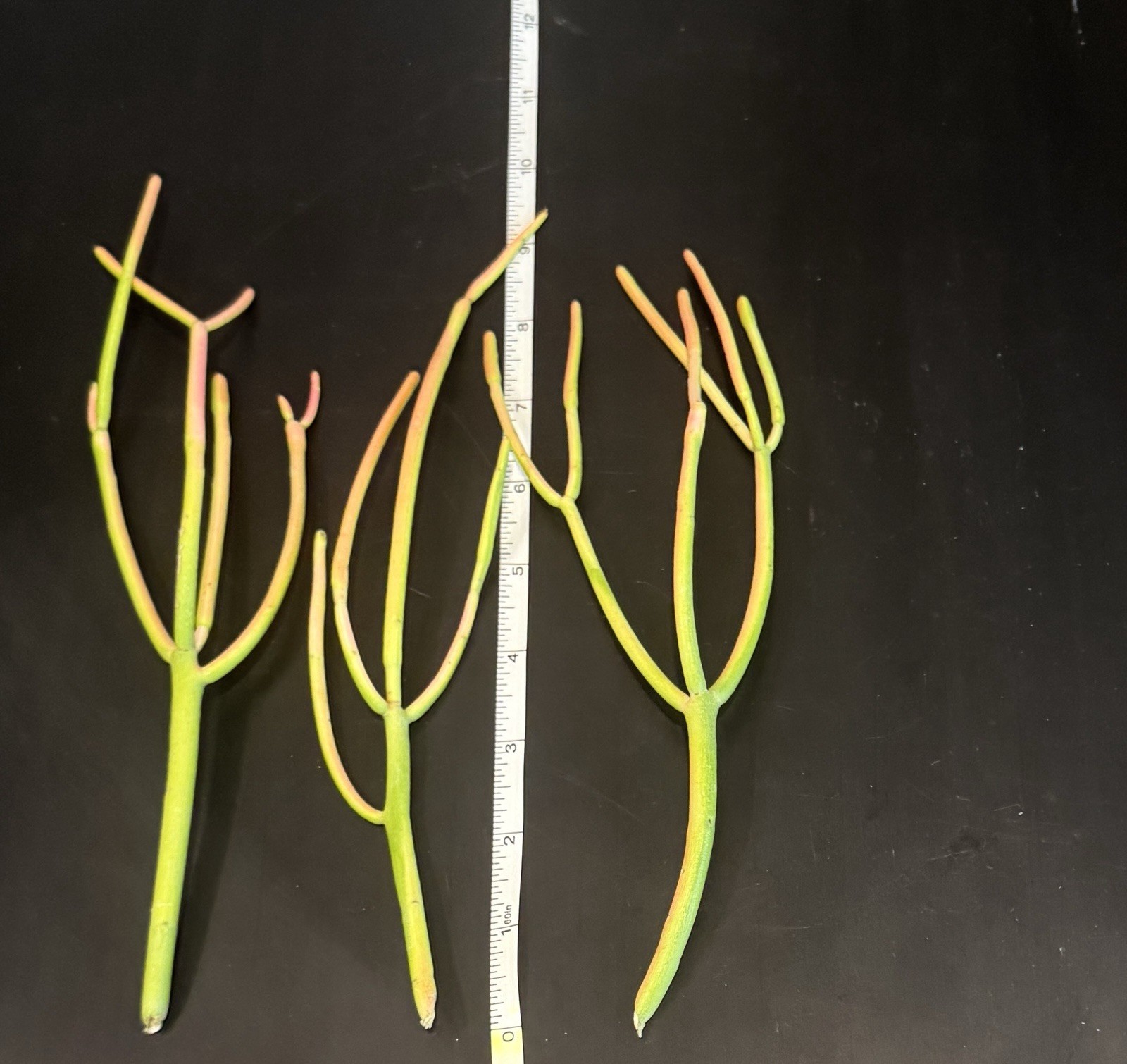 FIRE STICK Plant Euphorbia Tirucalli PENCIL CACTUS Succulent – FRESH CUTTINGS!