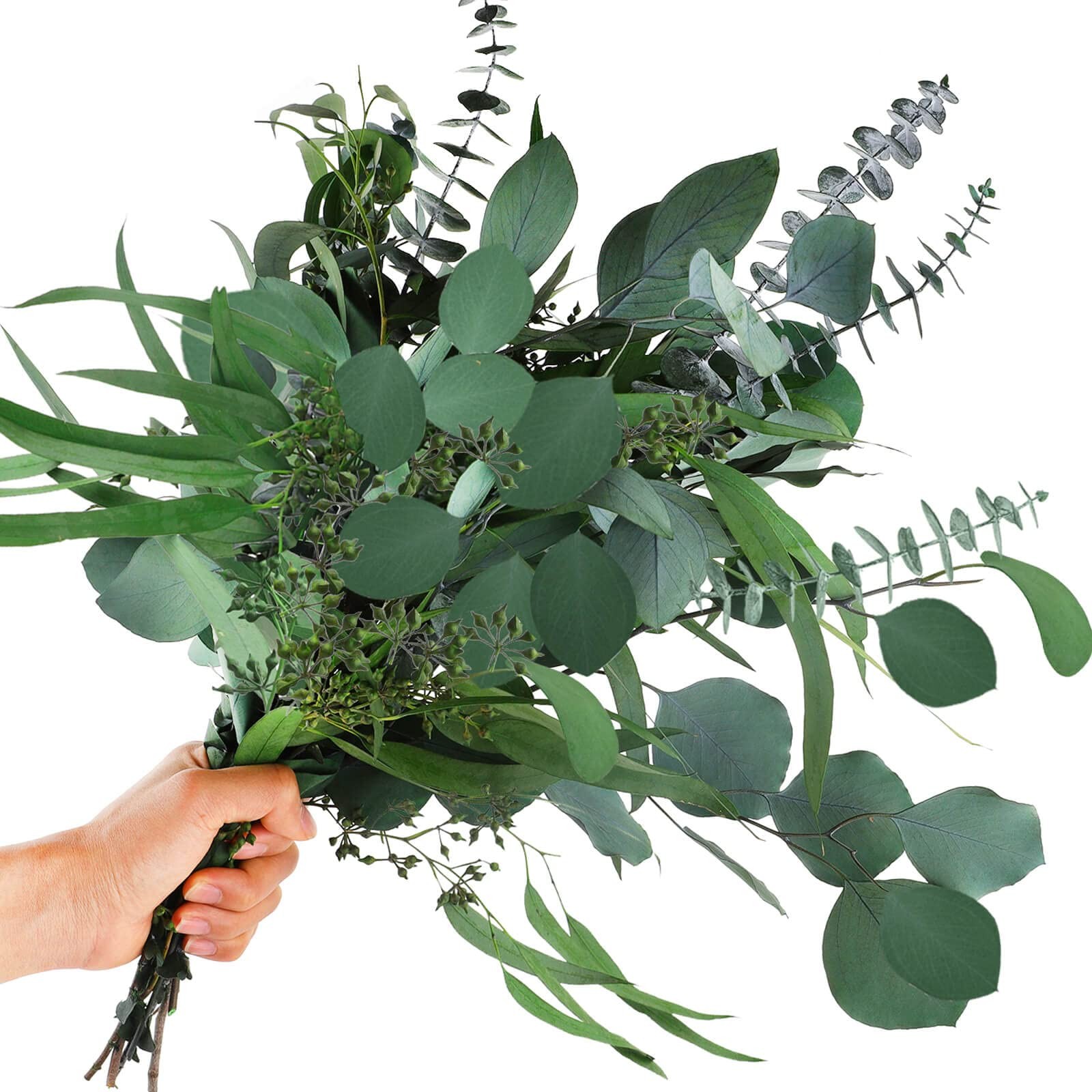 Real Dried Eucalyptus Leaves Stems, Silver Dollar and Seeded Mixed, 12Pcs
