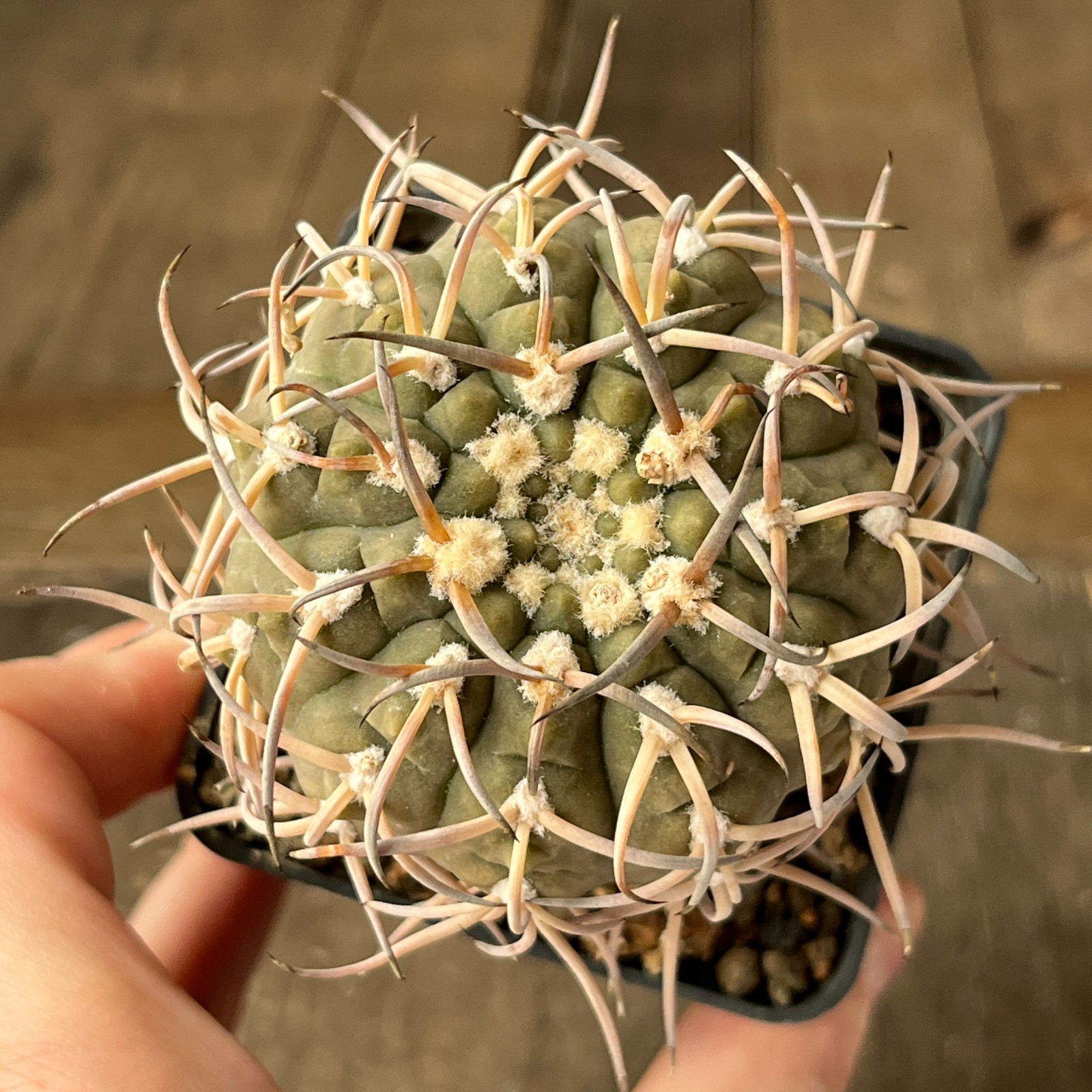 A36-1138 Gymnocalycium riojense v. paucispinum, grafted
