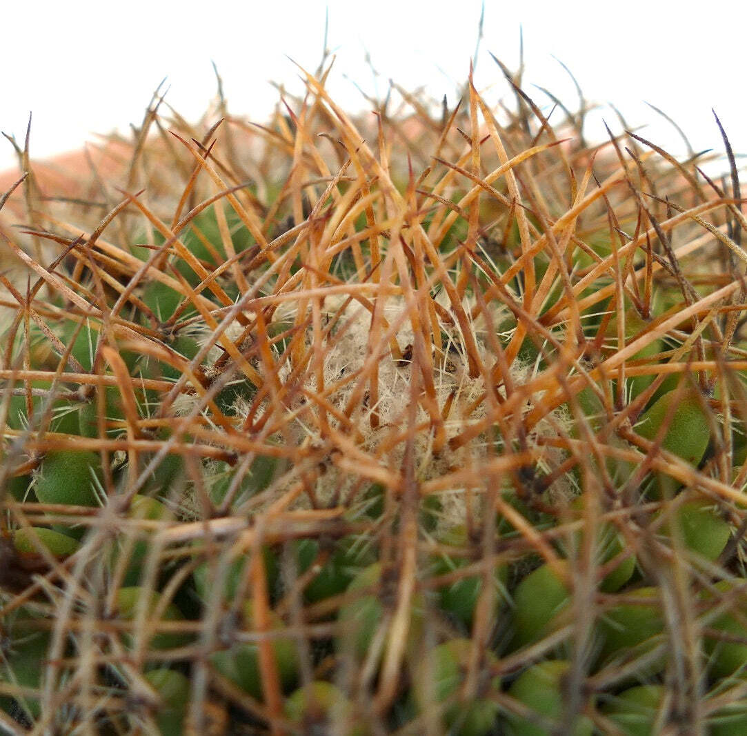 Mammillaria parkinsonii REP 2363 Pena Miller, Querétaro, Mexico –