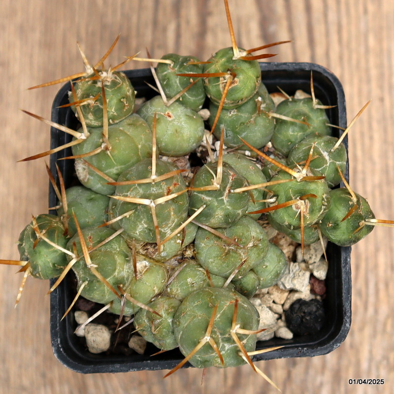 D910 PUNA INCAHUASII pot7-H5-W9 cm MaMa Cactus