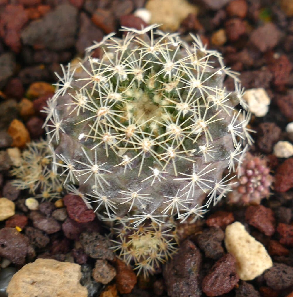 Neoporteria engleri (young seedling) – Engler’s cactus | Neoporteria