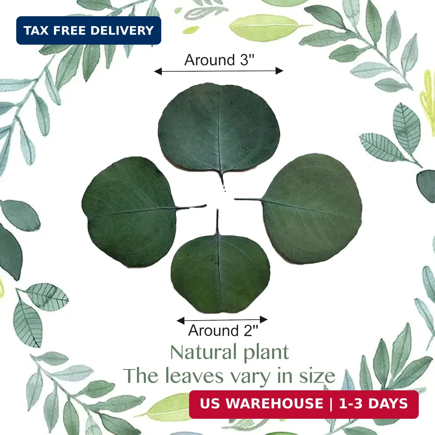 300+ Pcs Dried Real Eucalyptus Leaves,100% Natural Biodegradable Confetti for We