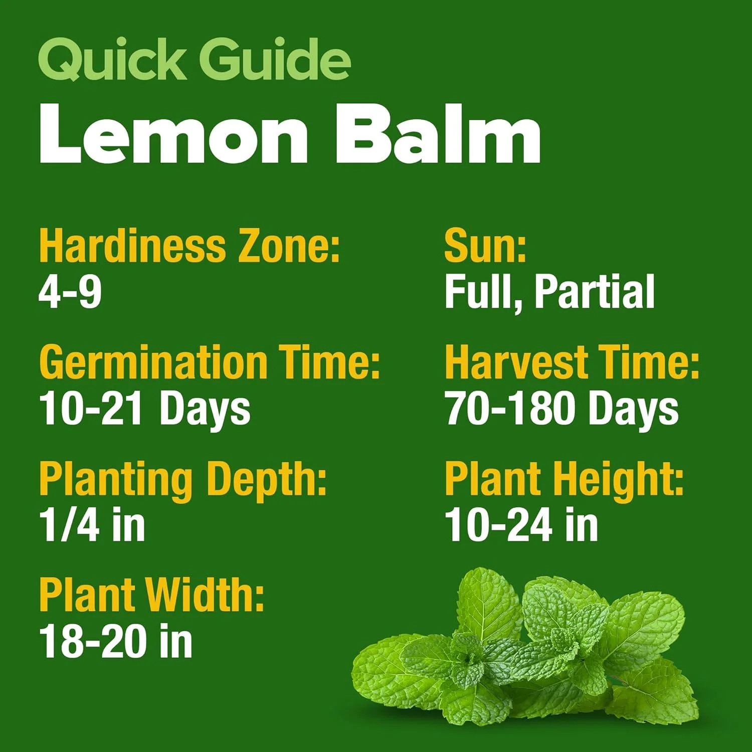 Lemon Balm Seeds- 806 Non GMO Heirloom Seeds for Planting – Melissa o