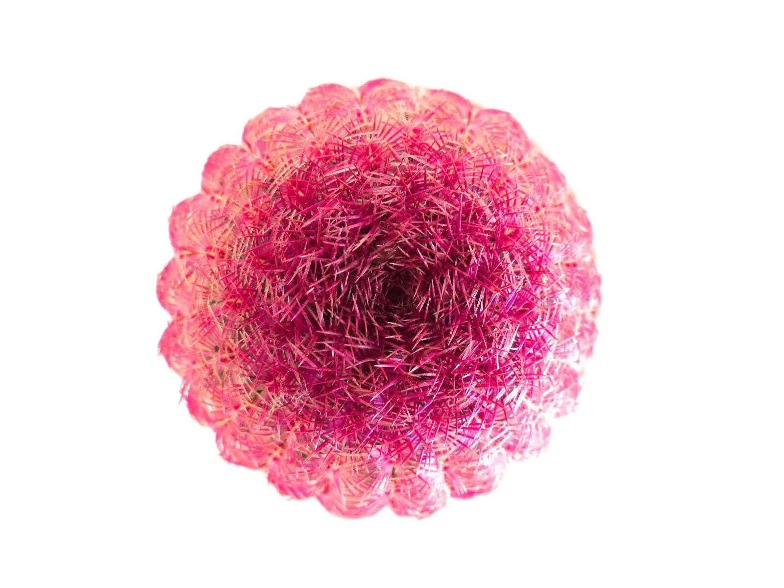 Echinocereus rigidissimus var. rubrispinus SEEDS – Rainbow hedgehog cactus | Ari