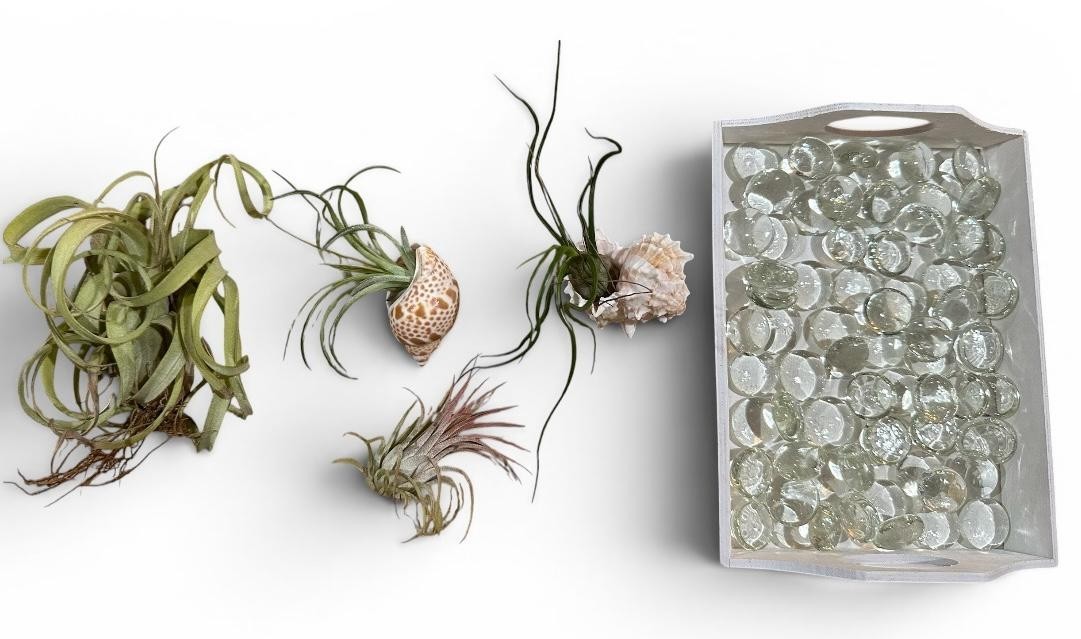 Air Plant Display Kit 4 Tillandsia Tray Glass Gems Shells Coastal Live Decor