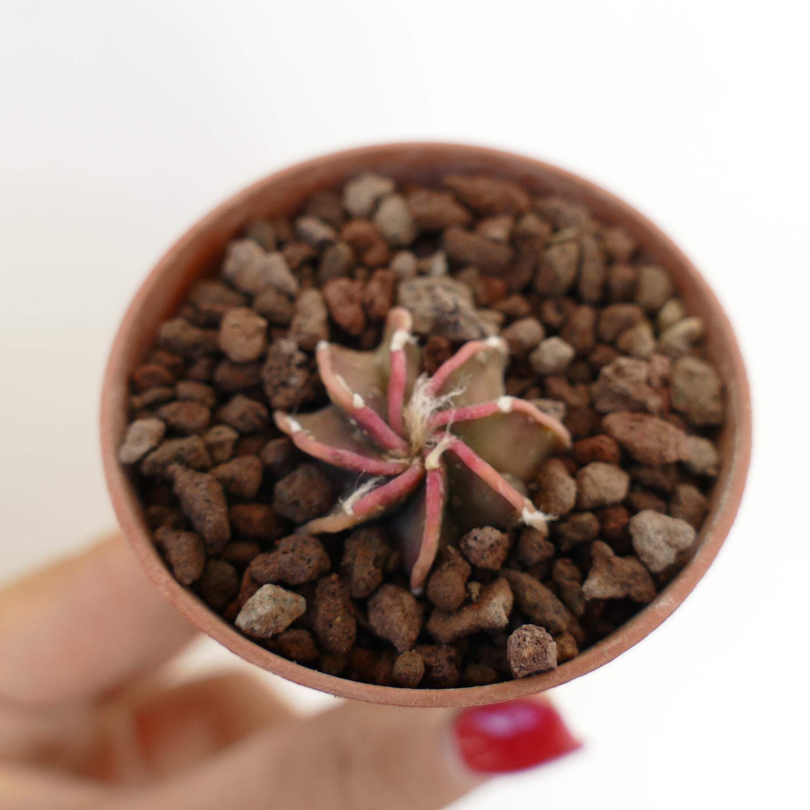 Astrophytum capricorne cv BUFFALO Young Seedling – Goat’s horn cactus | Star cac