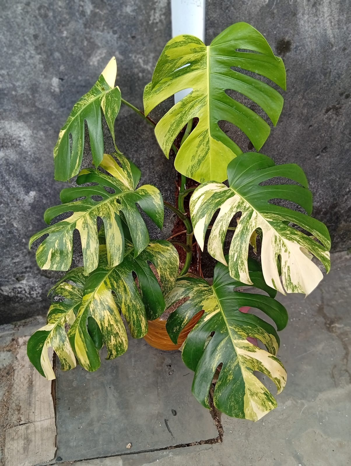 Real Picture Monstera Marmorata Aurea Variegated Big Size