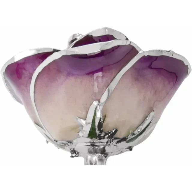 Genuine Purple Rose with Platinum Trim