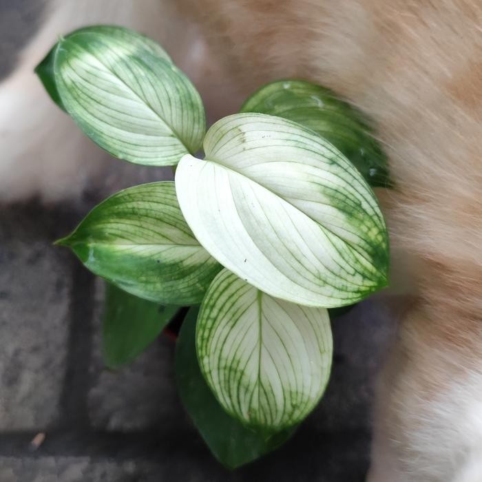 Scindapsus White Monster – Rare Green White Foliage Live Plant Grow in Pot