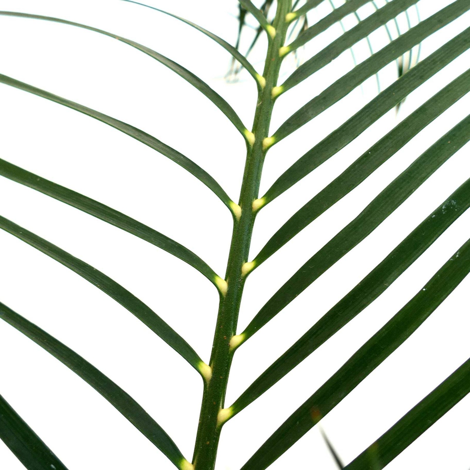Macrozamia mountperriensis (Mount Perry, Quuensland, AUSTRALIA) – Mount Perry cy