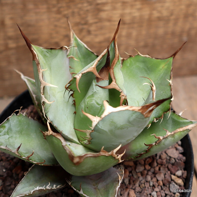 D116 AGAVE TITANOTA WHITE ICE pot14-H11-W12 cm MaMa Cactus