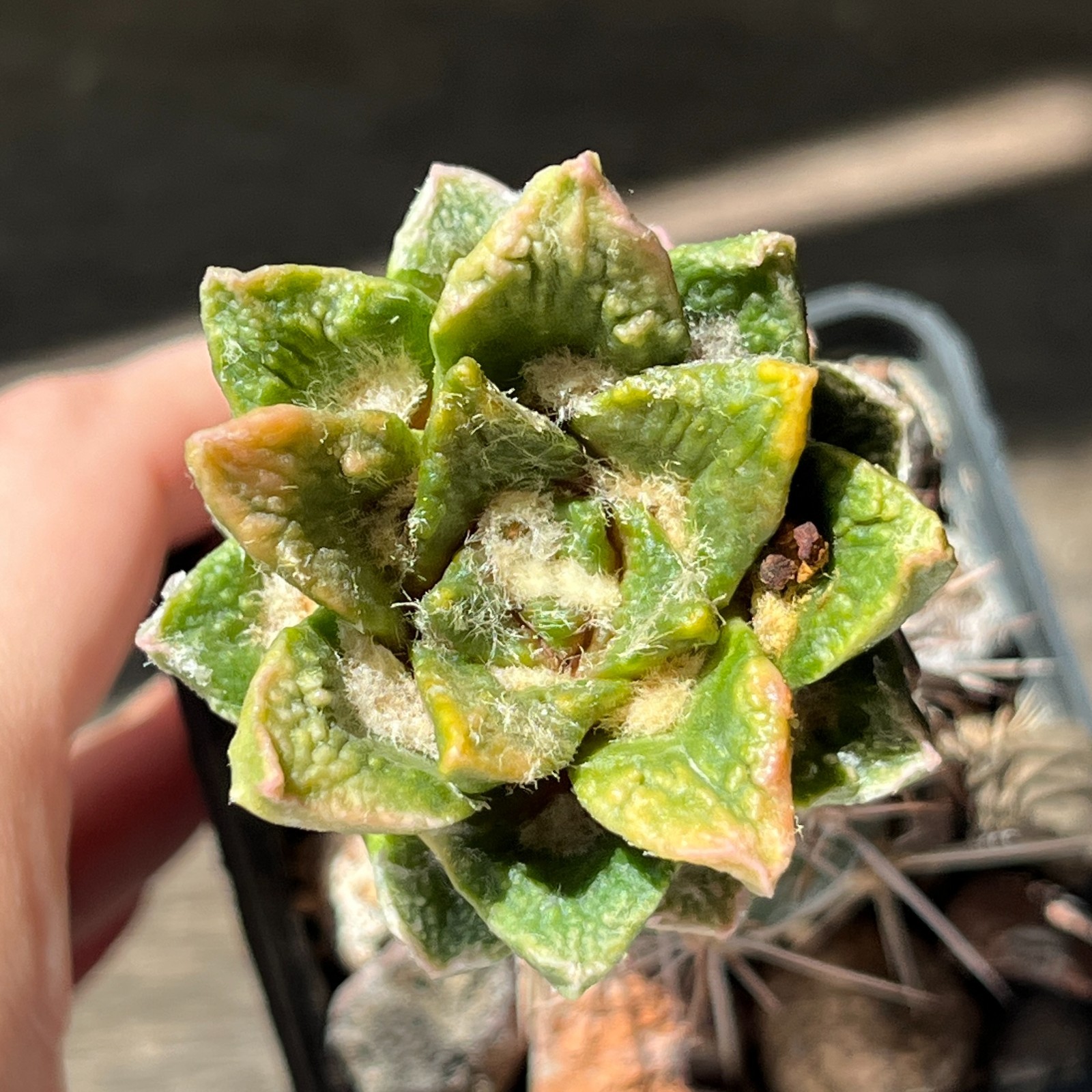 A53-775 Cactus hybrid (agavoides x kotsch), grafted