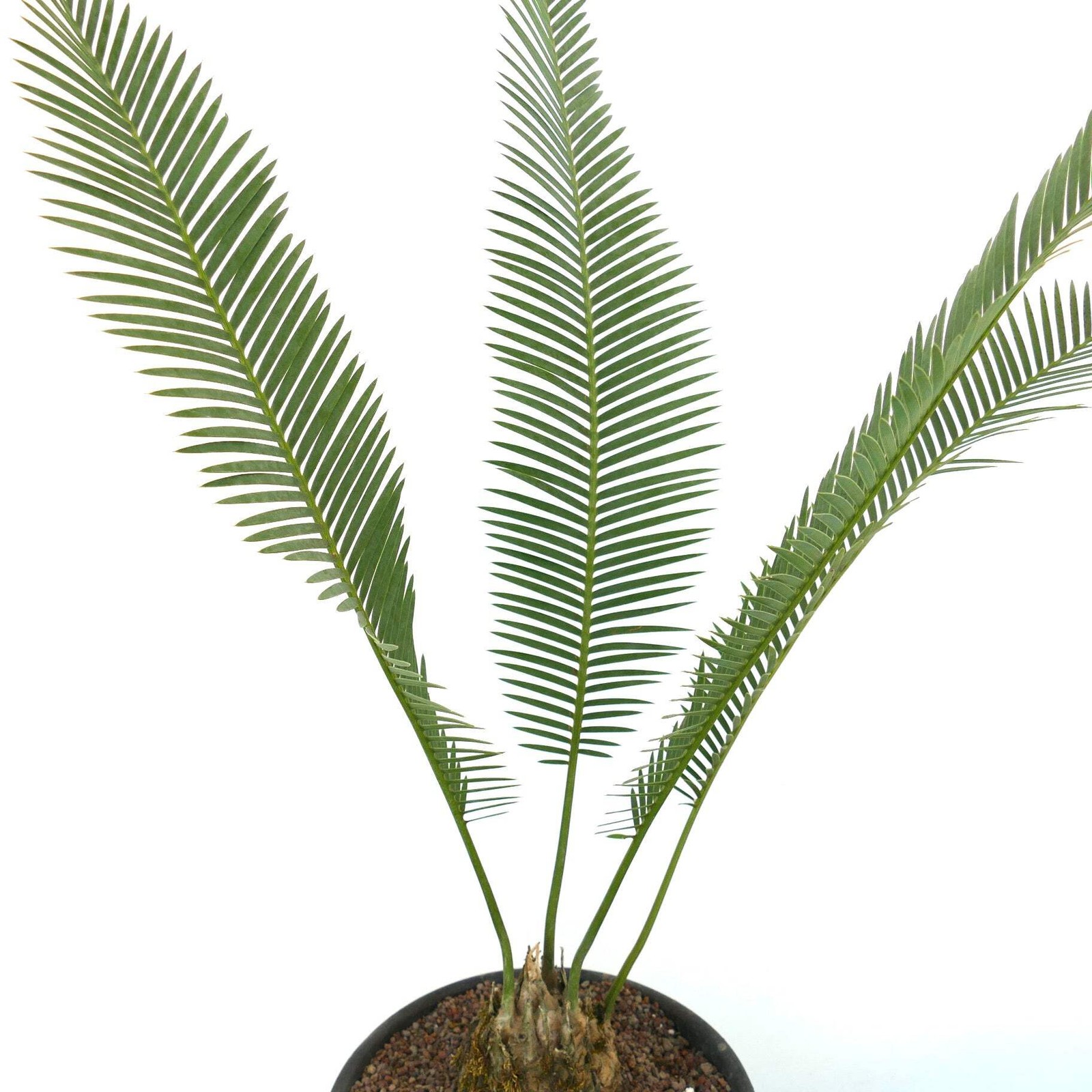Dioon edule Jacala Form (Hidalgo, MX) 10x11cm Caudex – Chestnut dioon | Virgin’s