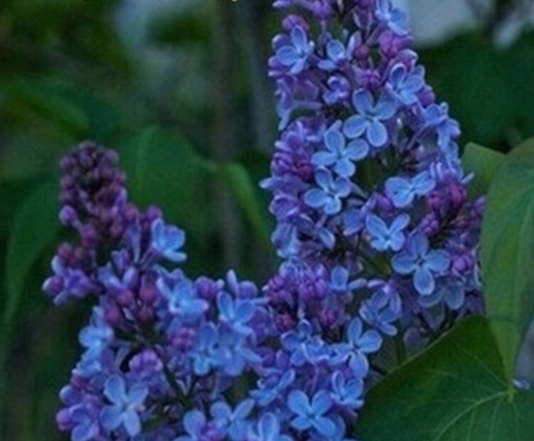 (10) LILAC SEEDS perennial flower rare exotic garden bed plant USA SELLER TRACK