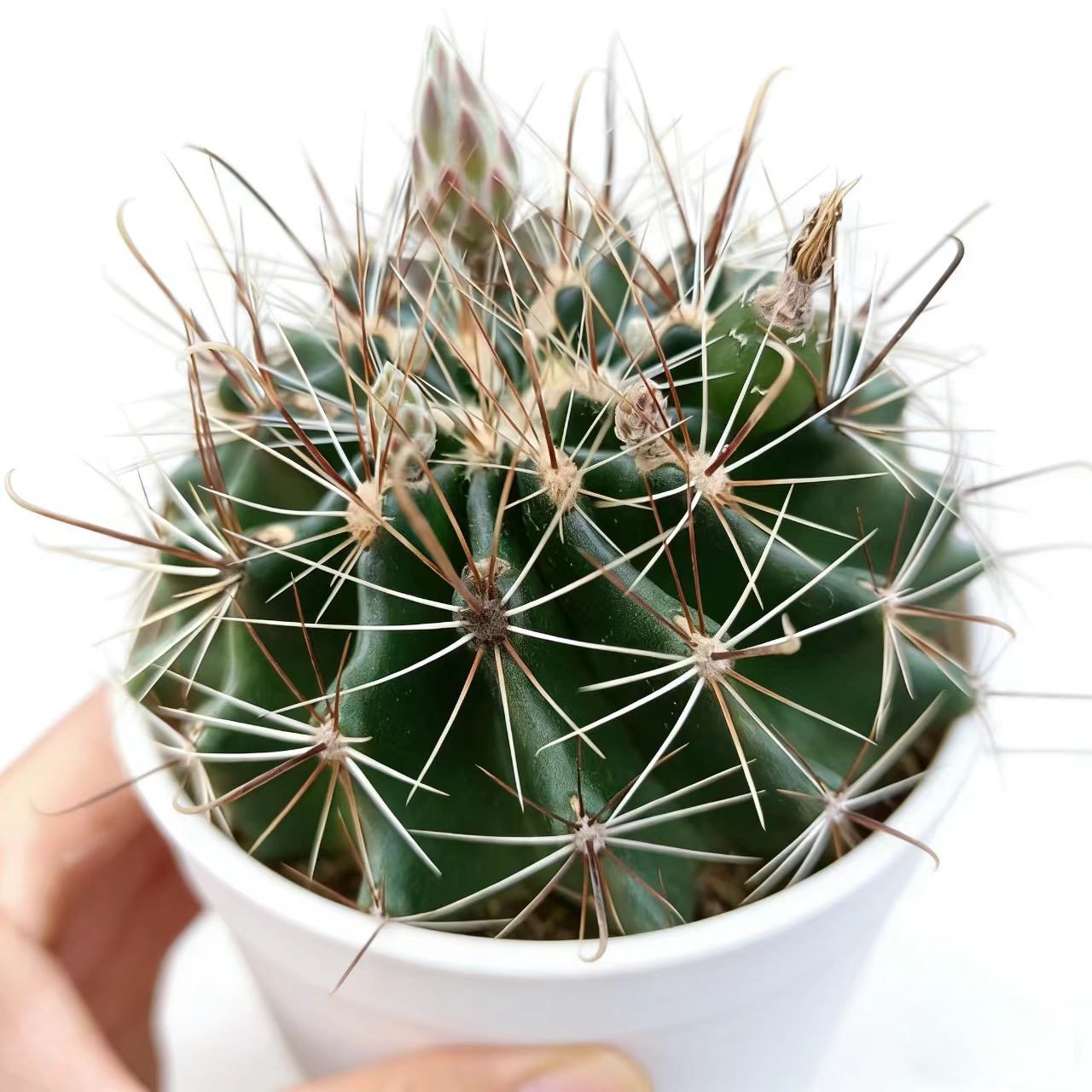 Thelocactus Setispinus (Fish Hook Cactus) – Drought Tolerant Live Plant