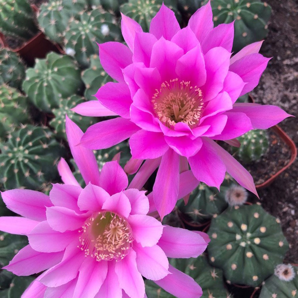 Echinopsis oxygona (Short Hair Ball Cactus) – Live Potted Plant