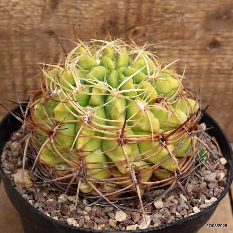 A9984 GYMNOCALYCIUM MULTIFLORUM pot18-H11-W14 cm MaMa Cactus