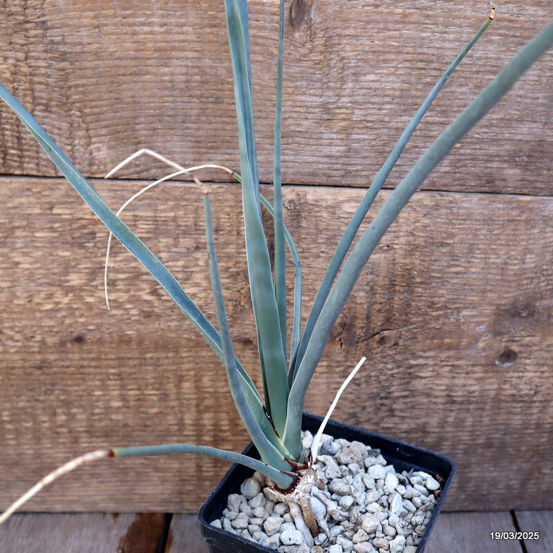 D1161 DRACAENA SERRULATA pot10-H32-W25 cm MaMa Cactus